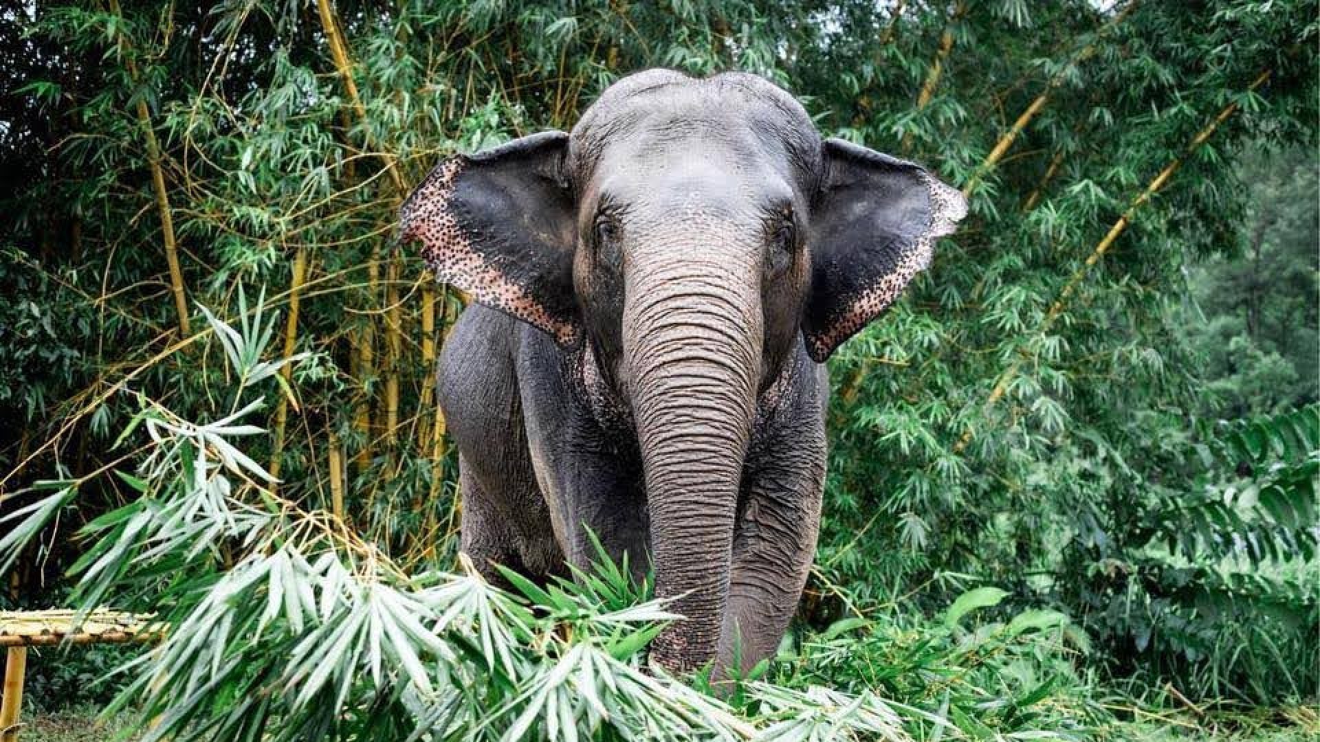 Rescued elephant in Ghana