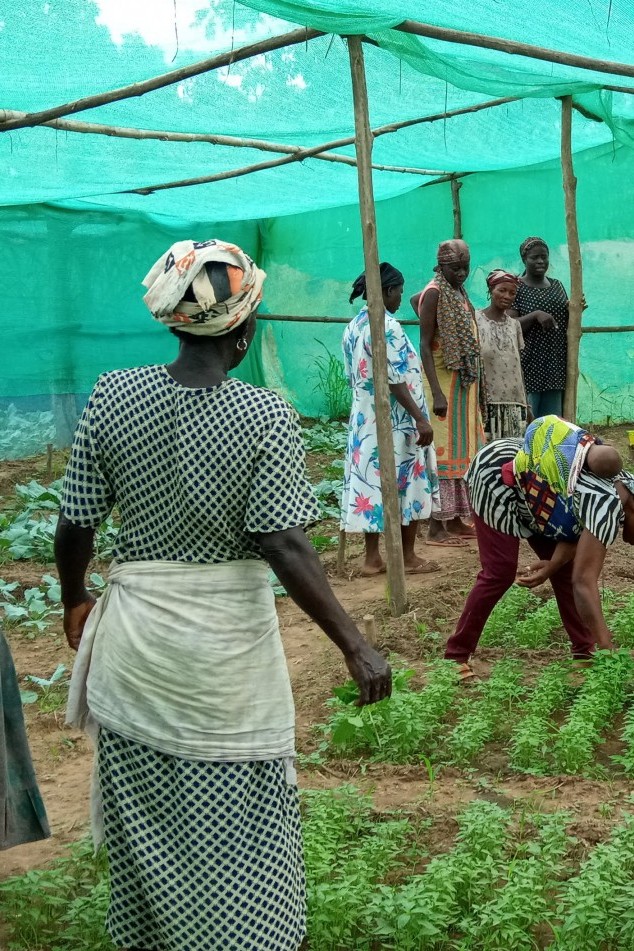 Tree seedling plantation in Ghana
