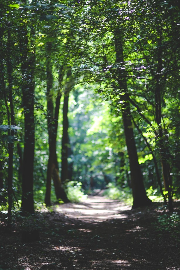 A narrow forest path winding through tall, closely spaced trees, inviting for a peaceful walk