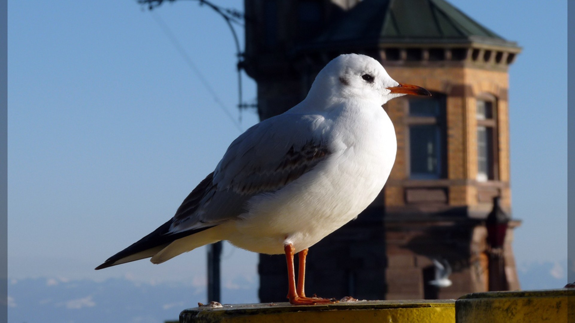 A seagull perched on a railing overlooking the harbor of Konstanz and Lake Constance