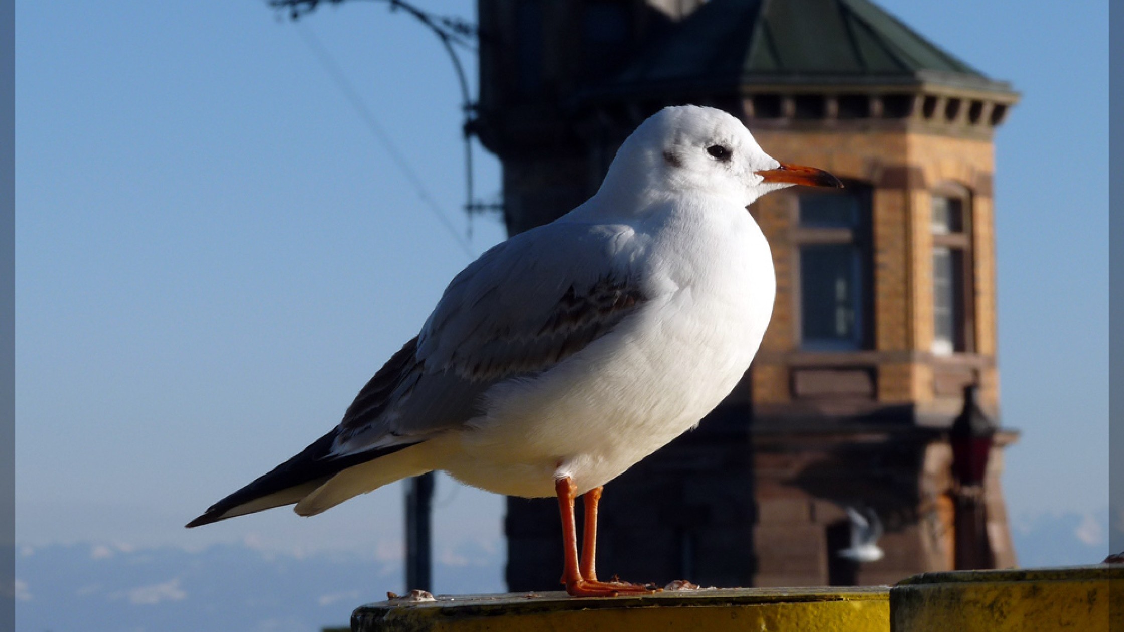 A seagull perched on a railing overlooking the harbor of Konstanz and Lake Constance